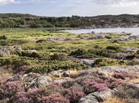 plants on rocky substrate surrounding large body of water