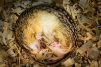 small mammal curled into ball sleeping