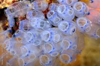 tunicate colony