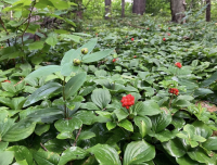 native understory plants in woodland area
