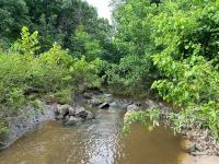 stream surrounded on both sides by shrubs