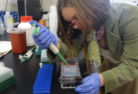 student bent over lab bench using pipeter