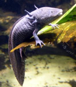 Axolotl climbs on driftwood decoration in aquarium