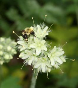 bumblebee on flower