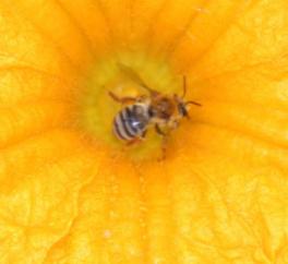 bee on flower