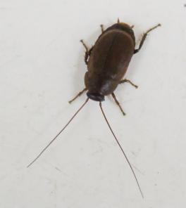Photo of the Pacific Beetle Cockroach.