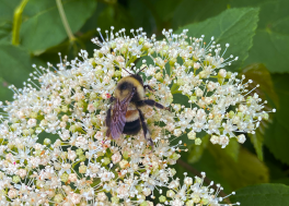 Bombus affinis on umbel flower