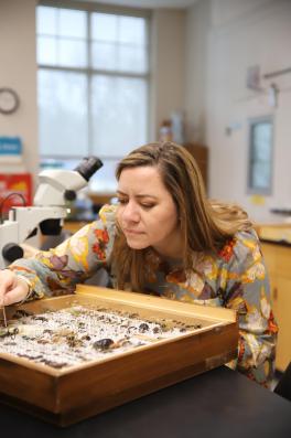 Glene Mynhardt observing insects in a drawer. Photo credit: Stephanie Johnson