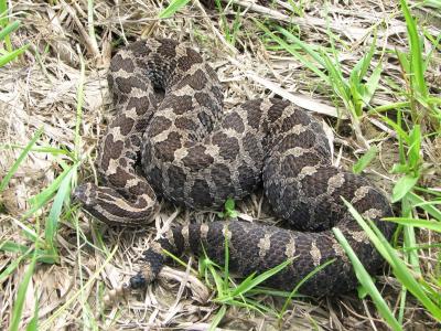 Photo of the Massasauga Rattlesnake