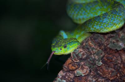 Merendon Palm Pit Viper (Bothriechis thalassinus) from Costa Rica.