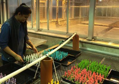 Shama Patel researching herbicide resistant weeds