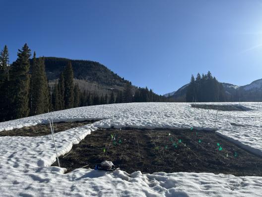 Dr. Iler and her team melted the snow early in specific plots in the Colorado Rocky Mountains.