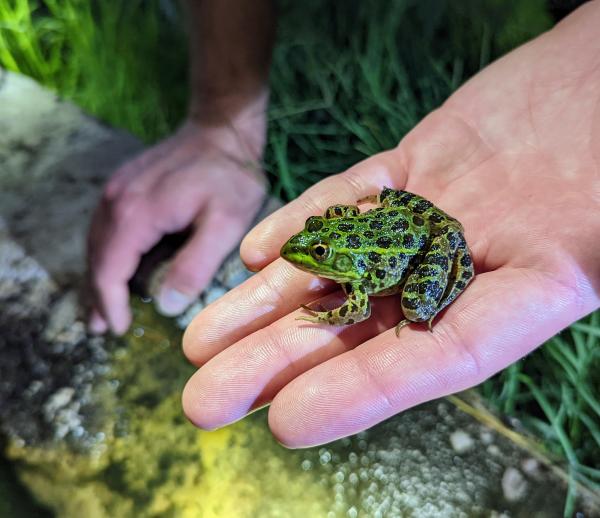 A bright green frog with spots sits on the outstretched hand of a researcher