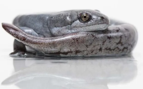 salamander