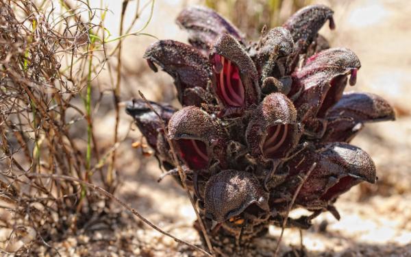 Plant in the desert