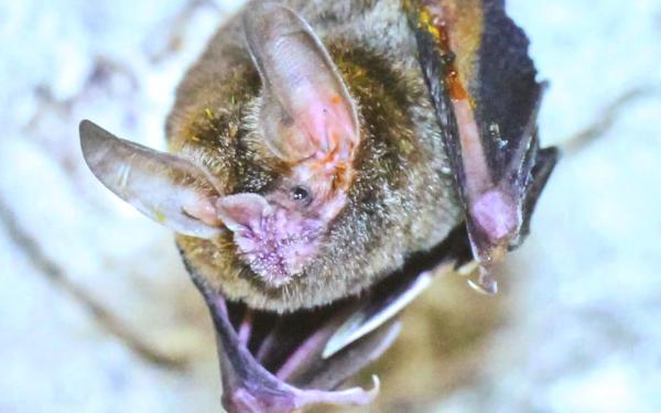 bat close-up