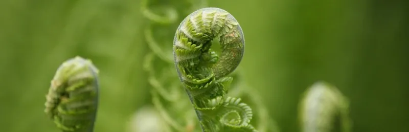 Fiddlehead ferns