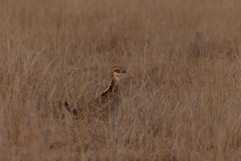 prairie chicken 1