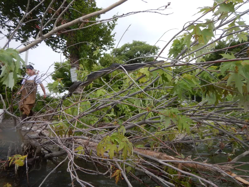 northern water snake in tree Harrison Freid in background at Alligator Bar