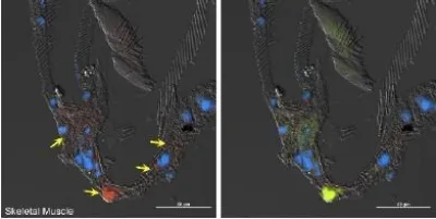 expression from Engineered Extracellular Vesicles in cockroach muscle.