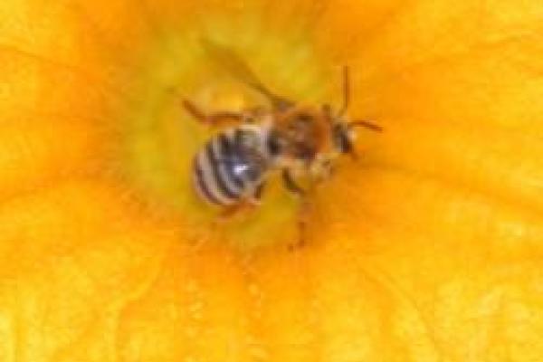 closeup of bee in yellow flower
