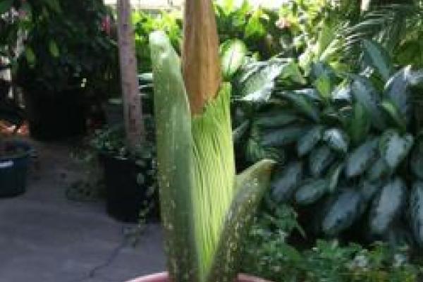 closeup of Titan Arum just before opening