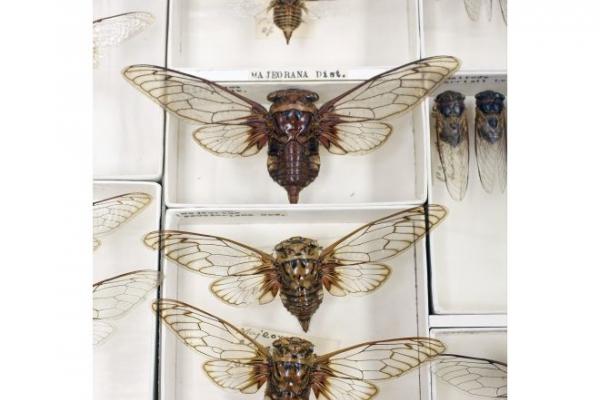 cicada cicada