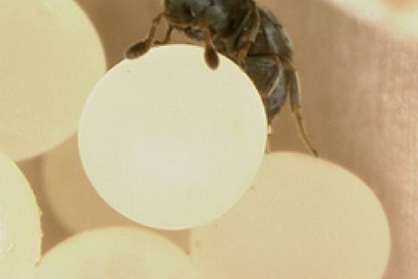a parasitoid wasp Echthrodesis lamorali Masner climbs over eggs