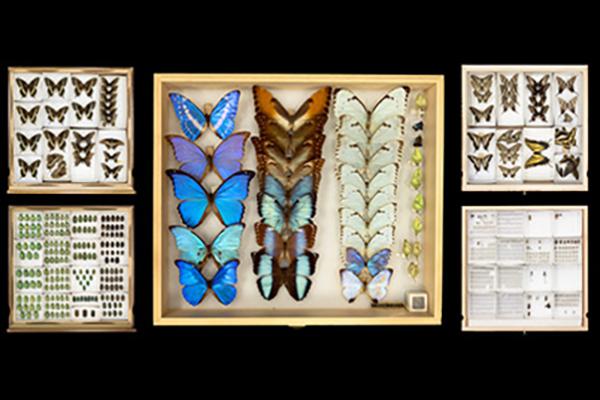Nelson's photo of Triplehorn collection specimens