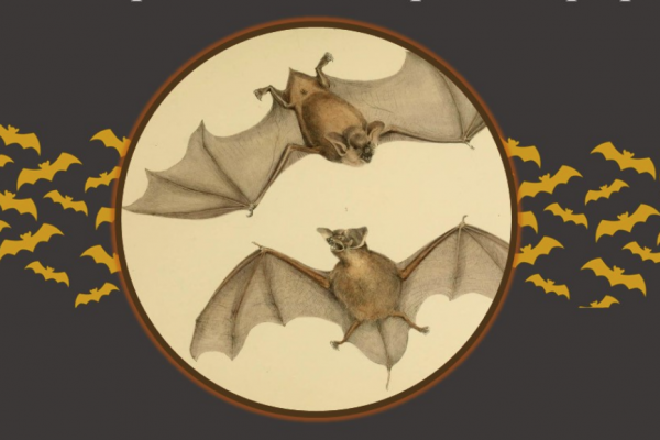 bats