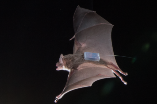 bat with sensor tag