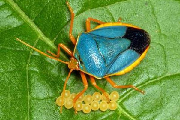 stinkbug