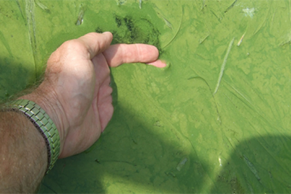 Harmful Algal Bloom