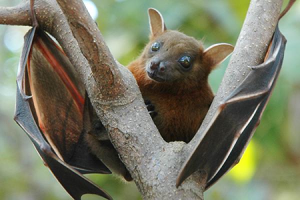 bat in tree