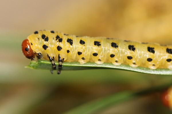 Larva of the red-headed pine sawfly.