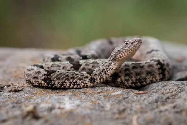 banded rock rattlesnake by Rob Denton