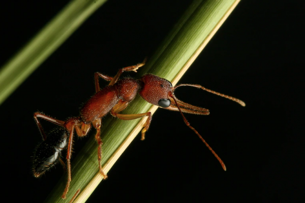 indian jumping ant