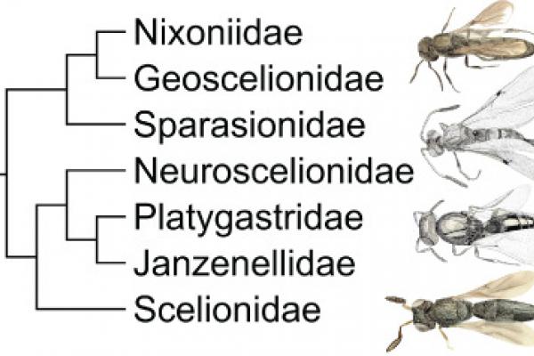 parasitoid wasps