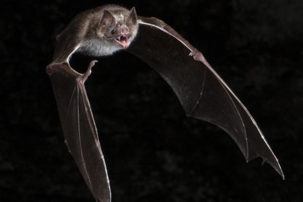 bat flying