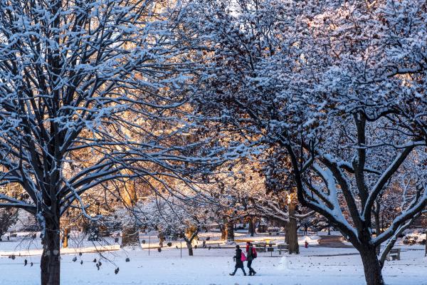 students walking among snow covered trees on oval