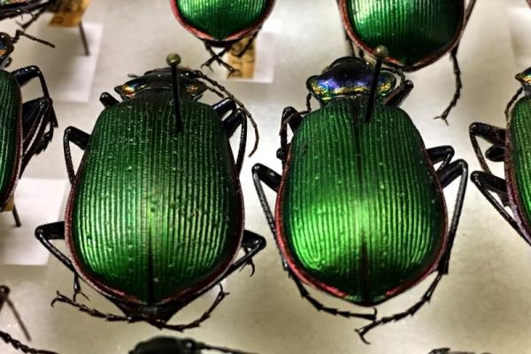 Triplehorn beetles
