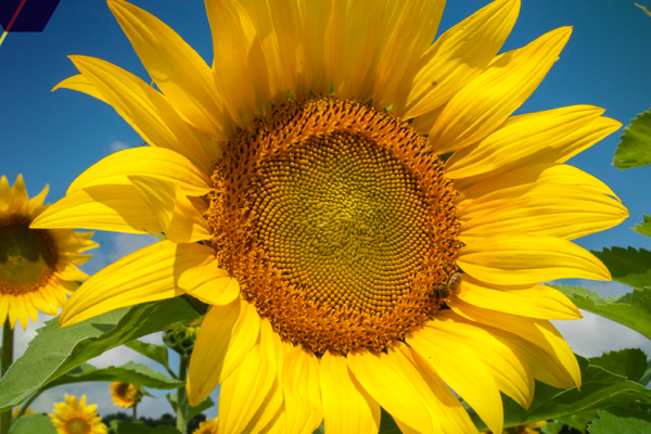 Sunflower blossom logo for 2022 Newsletter
