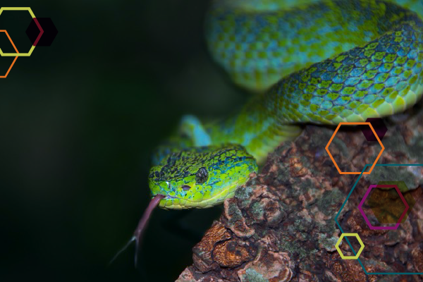 Merendon Palm Pit Viper (Bothriechis thalassinus) from Costa Rica