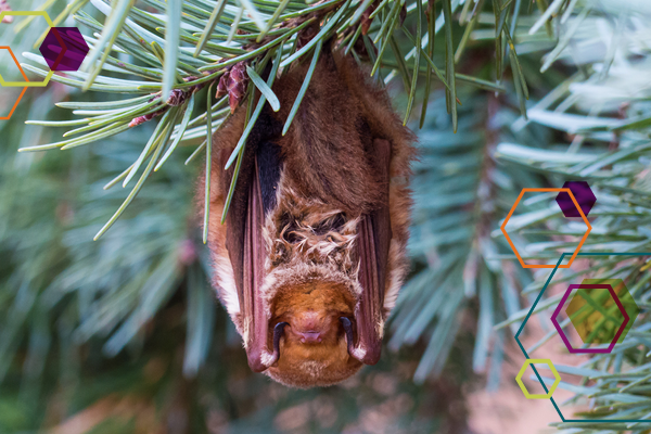 Photo of a roosting bat.