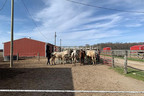 UResearch students with horses