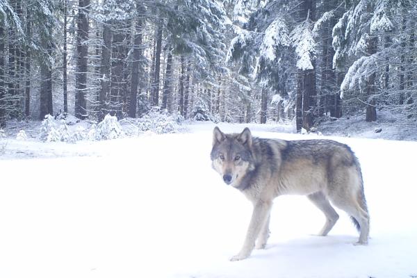 gray wolf in OR on camera trap