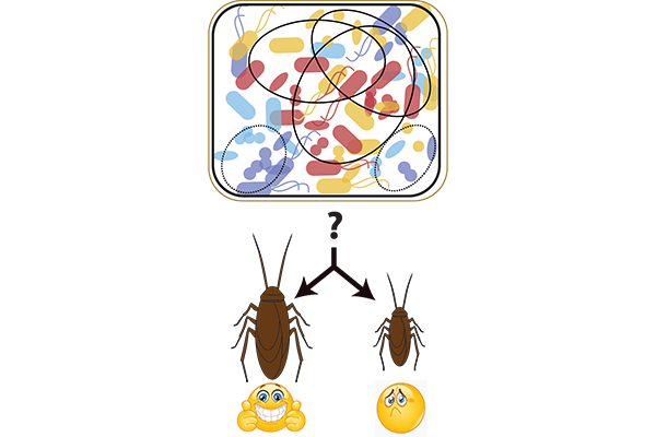 sabres_cockroaches