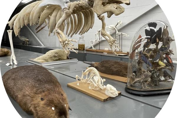 tetrapod specimens