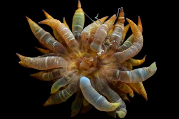 Bellactis lux