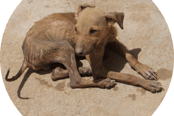 Street dog puppy in Rajasthan